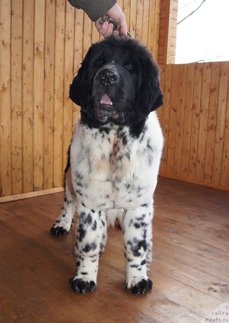 Фото: ньюфаундленд Супер Бизон Екатеринбург (Super Bizon Ekaterinburg)