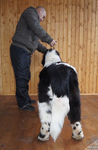 Фото: ньюфаундленд Супер Бизон Екатеринбург (Super Bizon Ekaterinburg)