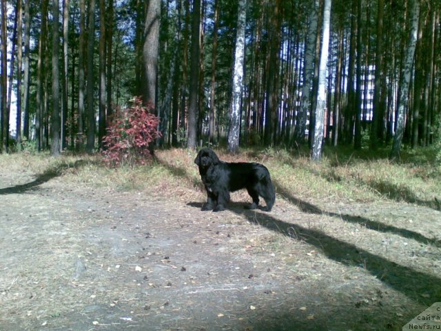 Фото: ньюфаундленд Бианка Вайт Пэрл