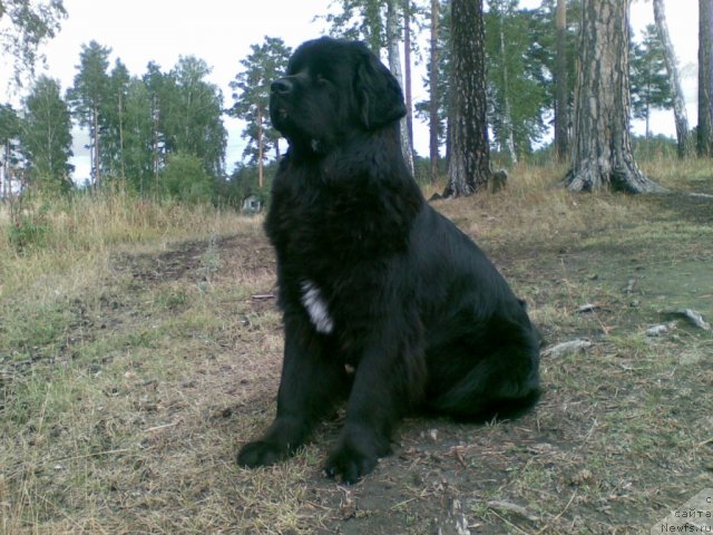 Фото: ньюфаундленд Бианка Вайт Пэрл