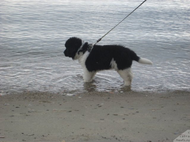 Фотография № 79861