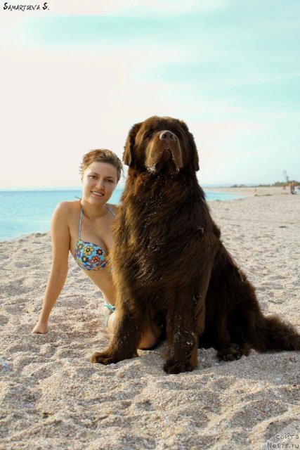 Фото: ньюфаундленд Лесная Сказка Королевский Медведь (Lesnaja Skazka Korolevskiy Medved), Светлана Самарцева