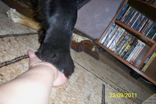 Фото: ньюфаундленд Смигар Волна Успеха