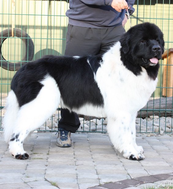 Фото: ньюфаундленд The Waves Sons Excellent Friends