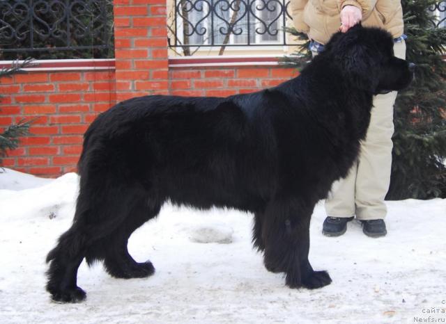 Фото: ньюфаундленд Сент Джонс Жозефина (Sent Djons Zhozefina)