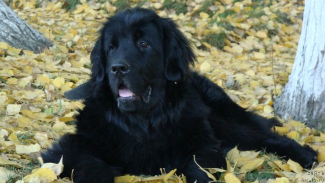 Фото: ньюфаундленд Супер Премиум Звездочет