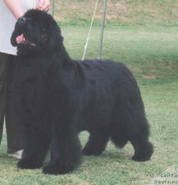 Фото: ньюфаундленд Twillin Gate Quintana