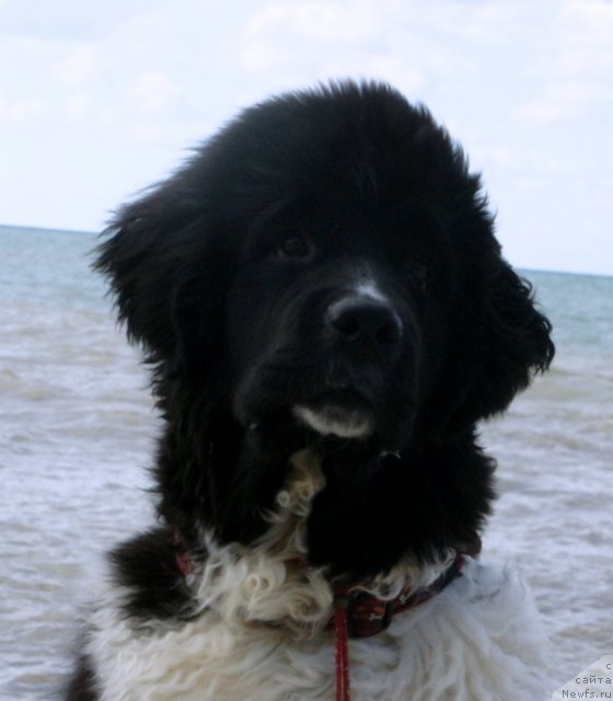 Фото: ньюфаундленд Питерньюф И Дид Ит Агаин (Piternyuf I Did It Again)