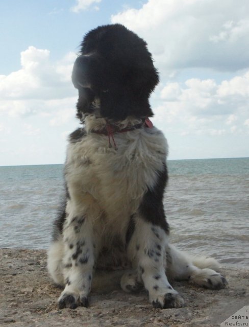 Фото: ньюфаундленд Питерньюф И Дид Ит Агаин (Piternyuf I Did It Again)