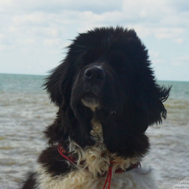 Фото: ньюфаундленд Питерньюф И Дид Ит Агаин (Piternyuf I Did It Again)