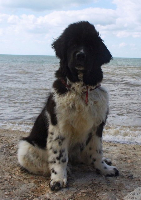 Фото: ньюфаундленд Питерньюф И Дид Ит Агаин (Piternyuf I Did It Again)