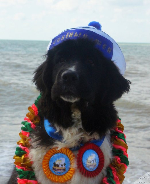 Фото: ньюфаундленд Питерньюф И Дид Ит Агаин (Piternyuf I Did It Again)