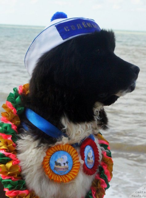 Фото: ньюфаундленд Питерньюф И Дид Ит Агаин (Piternyuf I Did It Again)