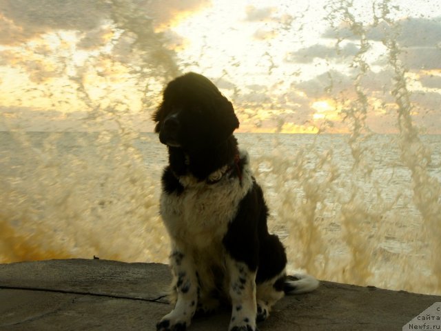 Фотография № 79888