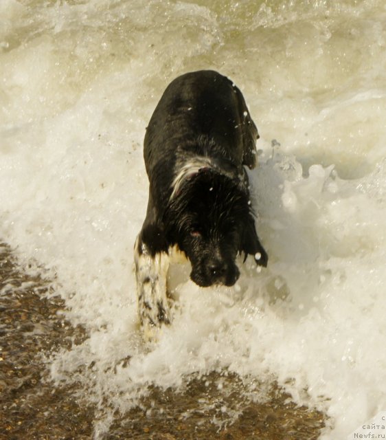 Фото: ньюфаундленд Питерньюф И Дид Ит Агаин (Piternyuf I Did It Again)