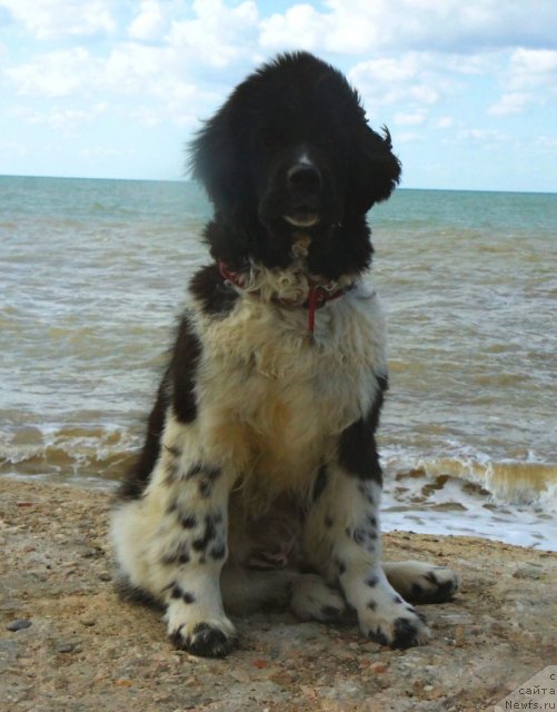 Фото: ньюфаундленд Питерньюф И Дид Ит Агаин (Piternyuf I Did It Again)