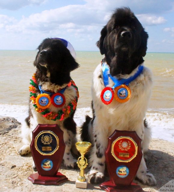 Фото: ньюфаундленд Don't Worry Be Happy de L'Etoile de Cyrice, ньюфаундленд Питерньюф И Дид Ит Агаин (Piternyuf I Did It Again)