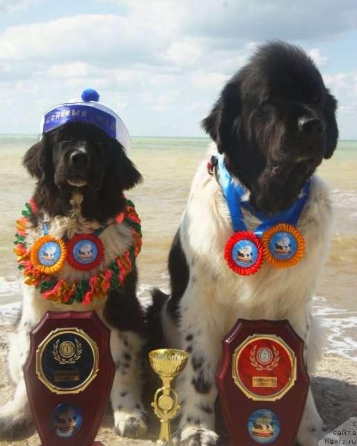 Фото: ньюфаундленд Don't Worry Be Happy de L'Etoile de Cyrice, ньюфаундленд Питерньюф И Дид Ит Агаин (Piternyuf I Did It Again)