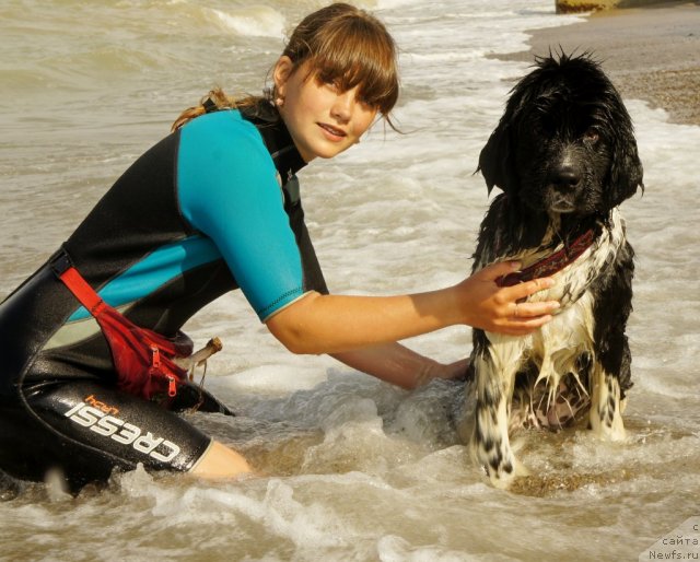 Фото: ньюфаундленд Питерньюф И Дид Ит Агаин (Piternyuf I Did It Again), Анастасия Кормакова