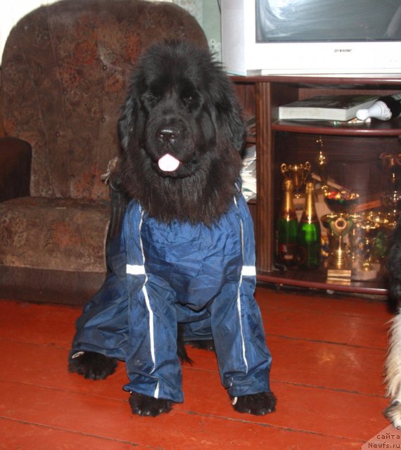 Фотография № 79902