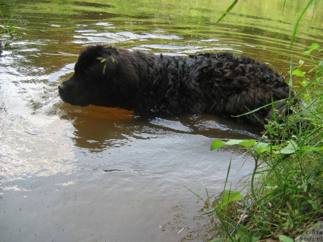 Фото: ньюфаундленд Бавария (Bavariya)