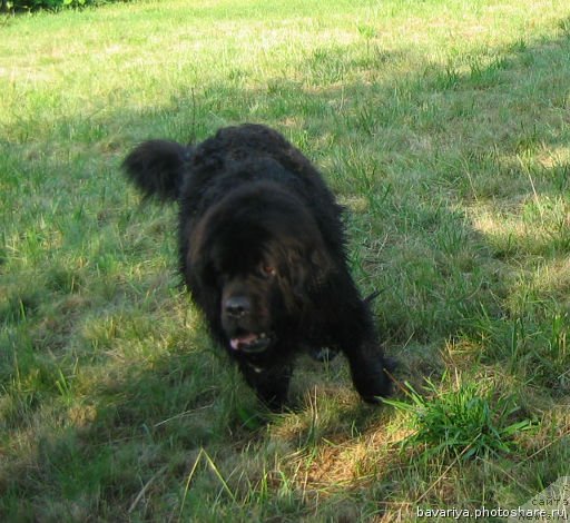 Фото: ньюфаундленд Бавария (Bavariya)