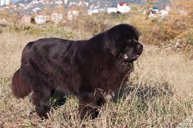 Фотография № 79935