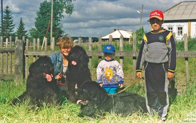 Фото: ньюфаундленд Жаркая Ночь из Медвежьего Яра (Zharkaya Noch iz Medvejyego Yara), ньюфаундленд Juno vom Trieberg, ньюфаундленд Lene's Black Berry