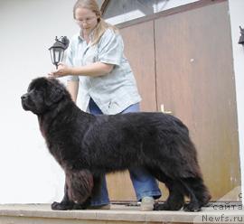 Фото: ньюфаундленд Сент Джонс Зимняя Вишня