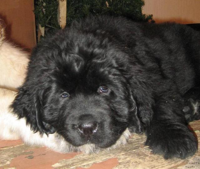 Фото: ньюфаундленд Жасмин Северный Каприз из Медвежьего Яра (Zhasmine Severny Caprice iz Medvejyego Yara)