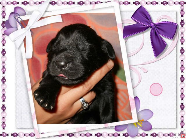 Фото: ньюфаундленд Принц Альфинский