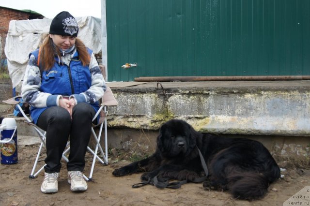 Фото: ньюфаундленд Сент Джонс Ульрика (Sent Djons Ulrika), Наталья Борисова