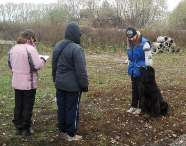 Фото: ньюфаундленд Сент Джонс Ульрика (Sent Djons Ulrika), Наталья Борисова