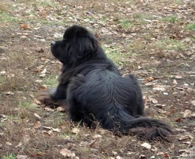 Фотография № 79975