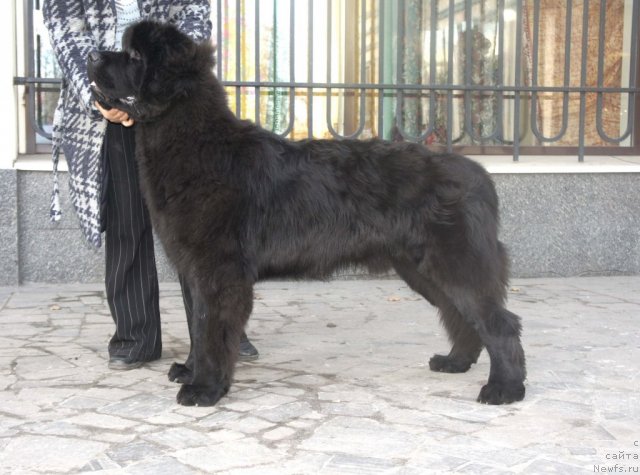 Фото: ньюфаундленд Смигар Гордон-Феллоу (Smigar Gordon Fellow)