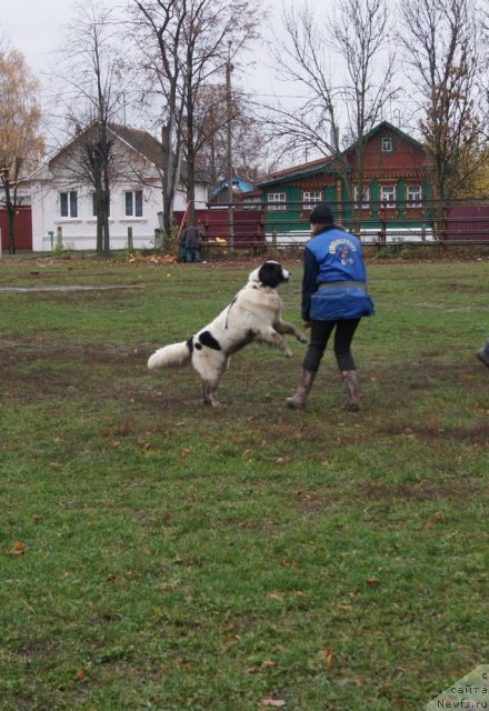 Фотография № 79985