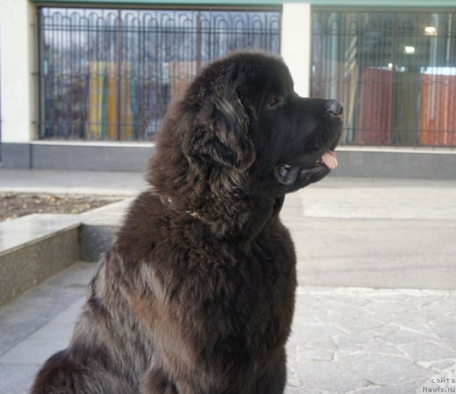 Фото: ньюфаундленд Смигар Гордон-Феллоу (Smigar Gordon Fellow)