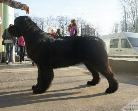 Фото: ньюфаундленд Бегущая по Волнам Харизма (Beguschaya po Volnam Harizma)