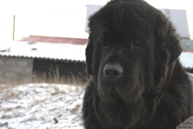 Фотография № 79997