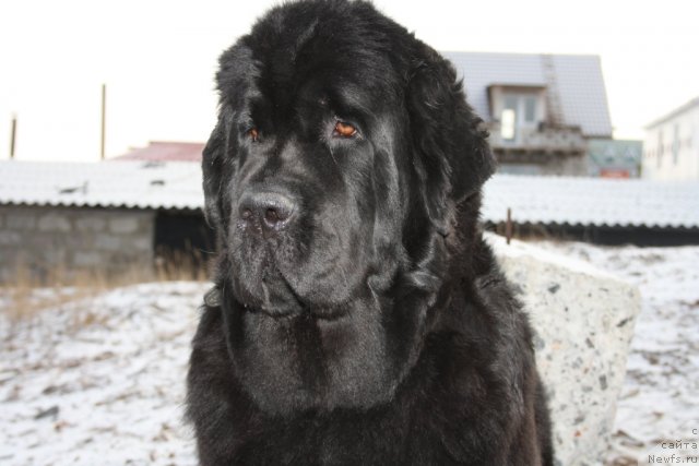 Фотография № 79998