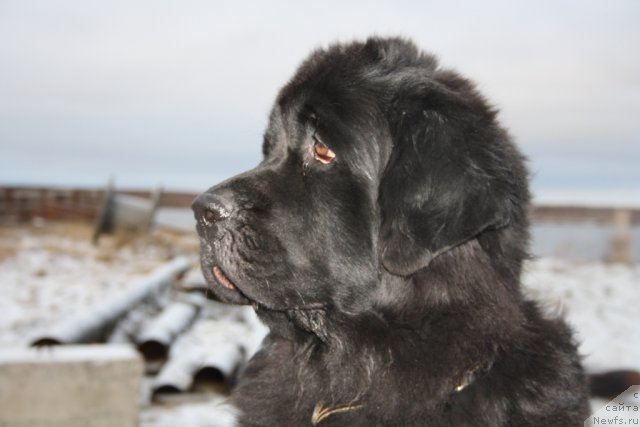 Фото: ньюфаундленд Глория Гранд Блек