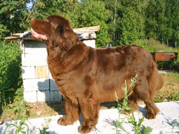 Фото: ньюфаундленд Обуш Шед Ханум (Obush Shed Hanum)
