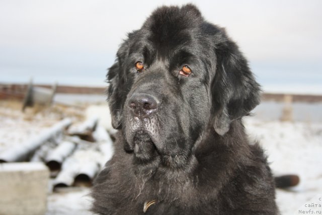 Фото: ньюфаундленд Глория Гранд Блек
