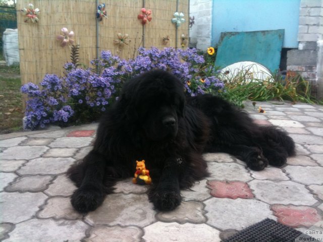 Фото: ньюфаундленд Золотой Талисман Кара Дениз (Zolotoy Talisman Kara Deniz)