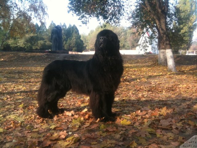 Фото: ньюфаундленд Золотой Талисман Кара Дениз (Zolotoy Talisman Kara Deniz)