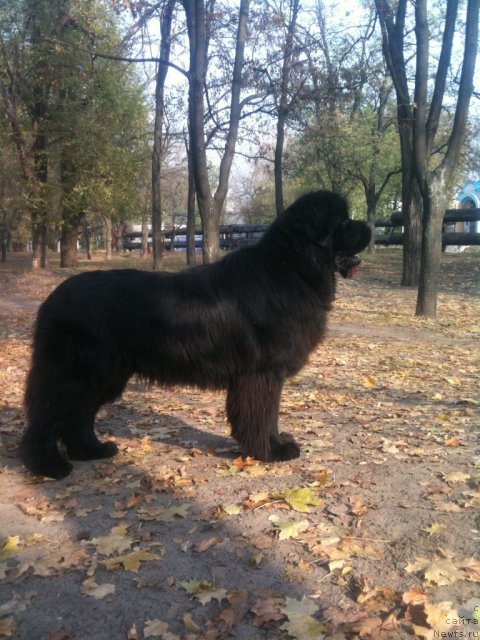 Фото: ньюфаундленд Золотой Талисман Кара Дениз (Zolotoy Talisman Kara Deniz)