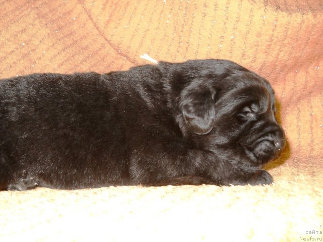 Фото: ньюфаундленд Примадонна Климская