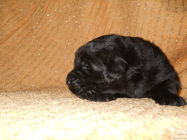 Фото: ньюфаундленд Примадонна Климская