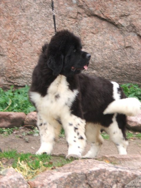Фото: ньюфаундленд Плюшевая Панда Улыбка Леди Шарм (Plushevaya Panda Ulybka Ledi Scharm)