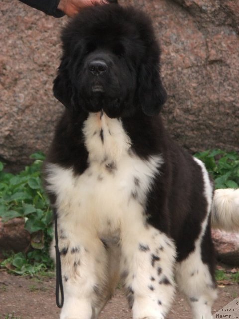 Фото: ньюфаундленд Плюшевая Панда Улыбка Леди Шарм (Plushevaya Panda Ulybka Ledi Scharm)